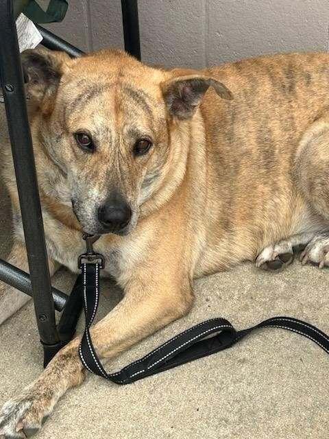 Enlarge Alice, a Adoptable mixed breed in Peoria, IL image 4/6