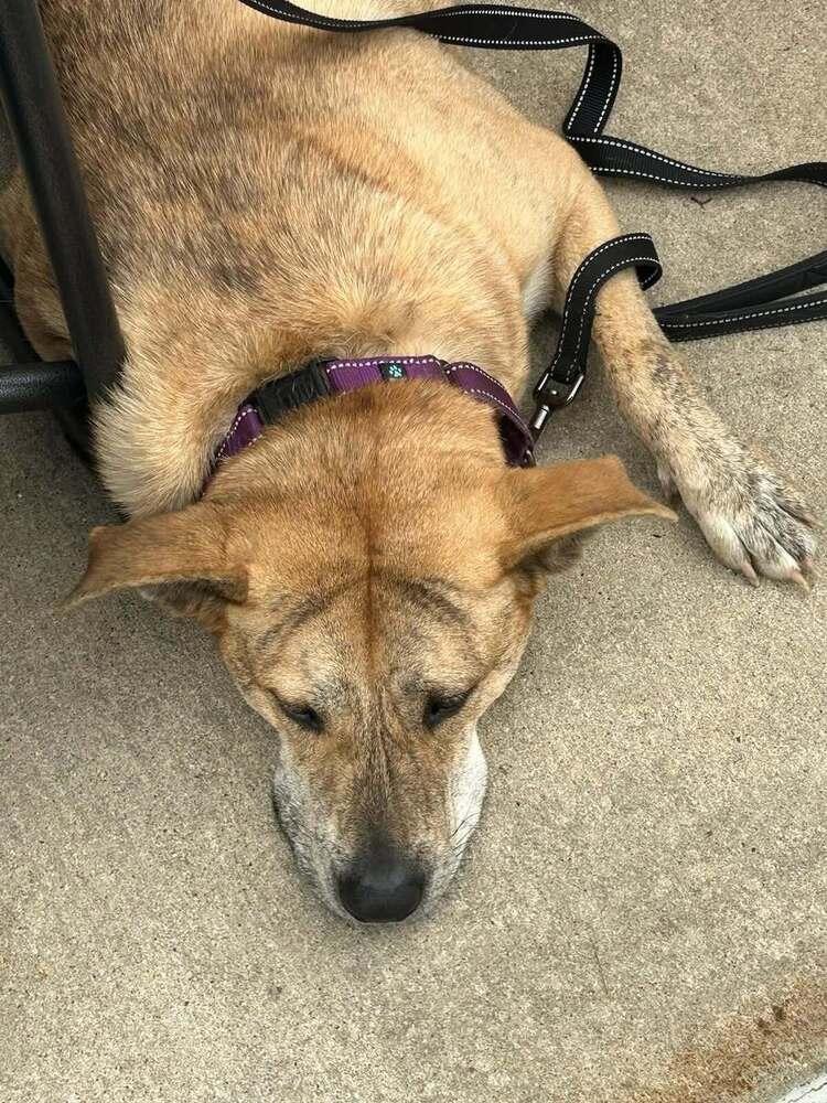 Enlarge Alice, a Adoptable mixed breed in Peoria, IL image 5/6