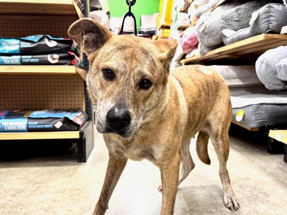 Enlarge Alice, a Adoptable mixed breed in Peoria, IL image 5/6