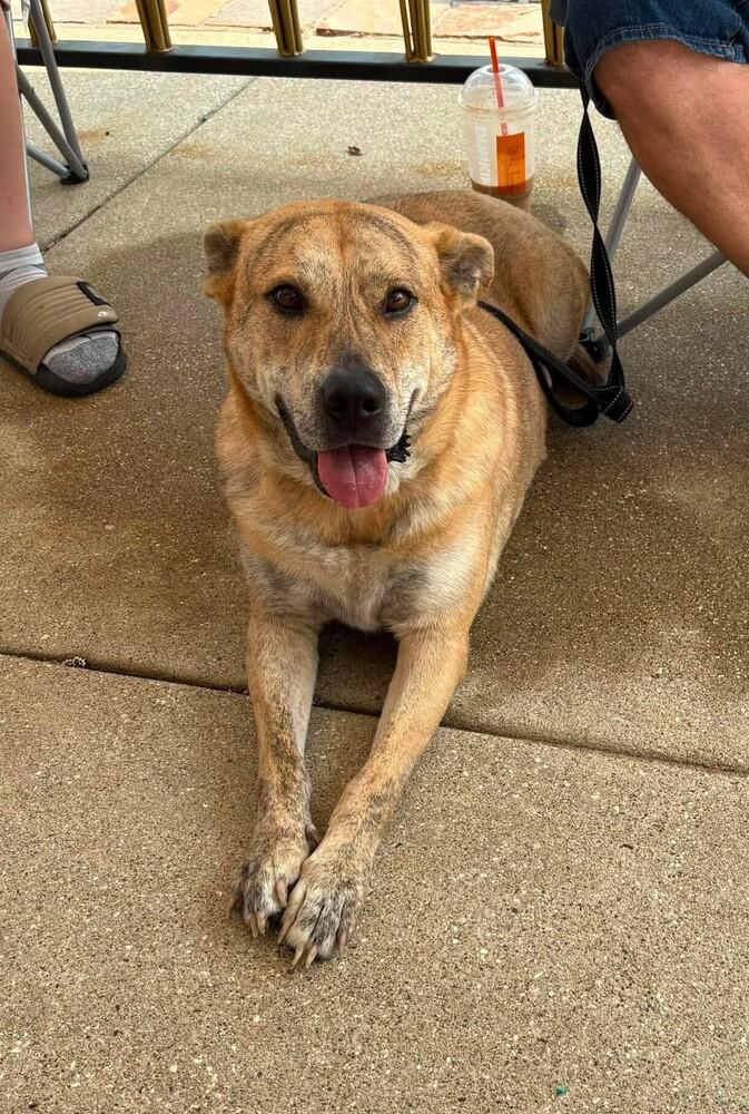 Enlarge Alice, a Adoptable mixed breed in Peoria, IL image 6/6