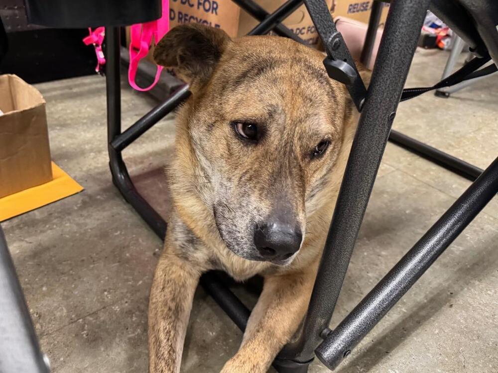 Enlarge Alice, a Adoptable mixed breed in Peoria, IL image 6/6