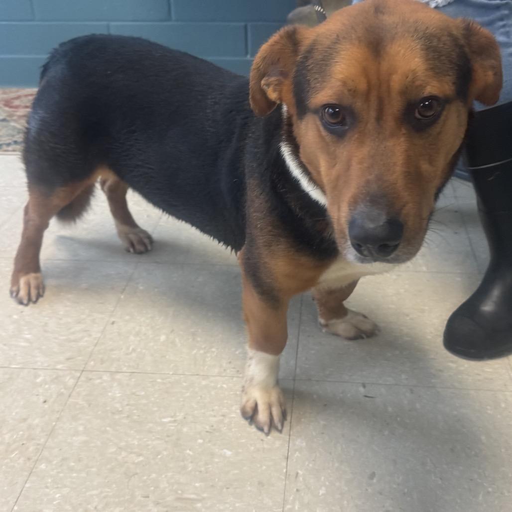 Ace, Adoptable, Young Male Basset Hound.