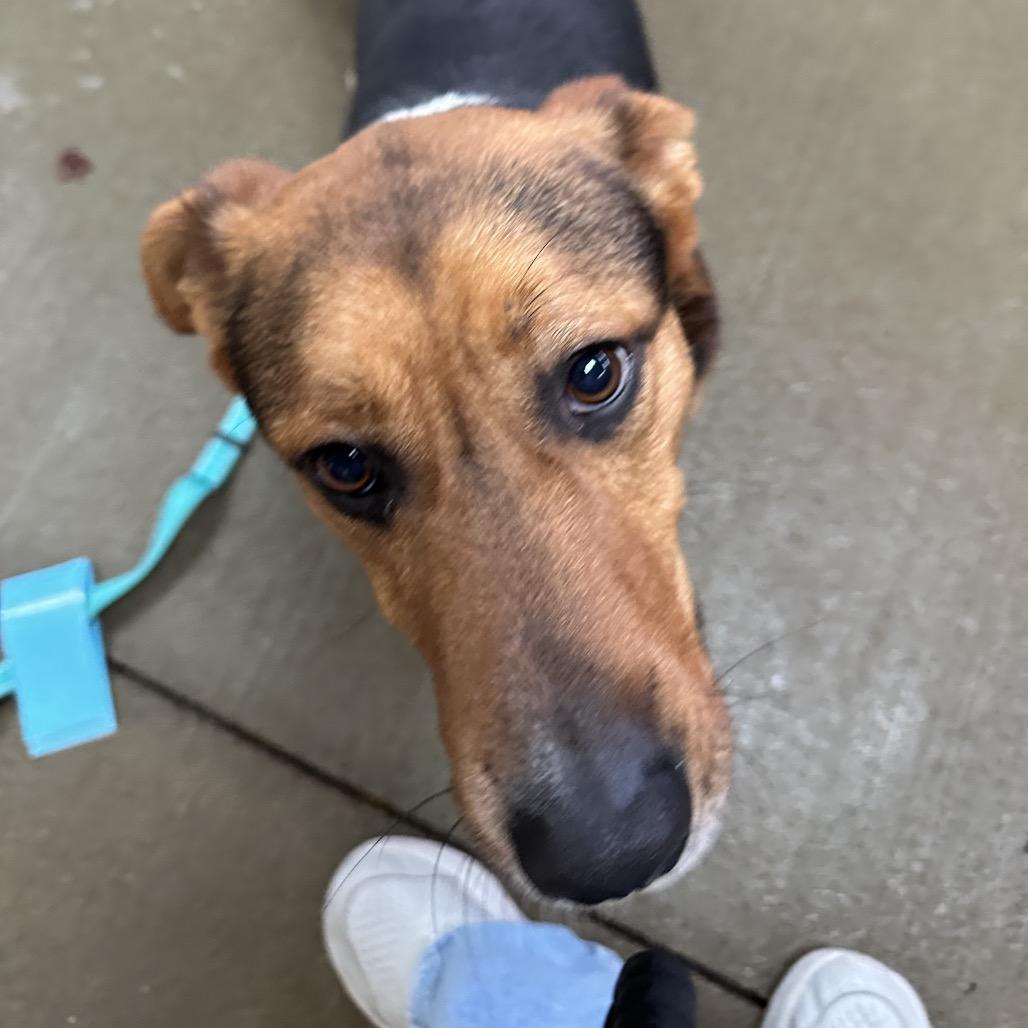 Enlarge Ace, a Adoptable mixed breed in Delaware, OH image 2/3