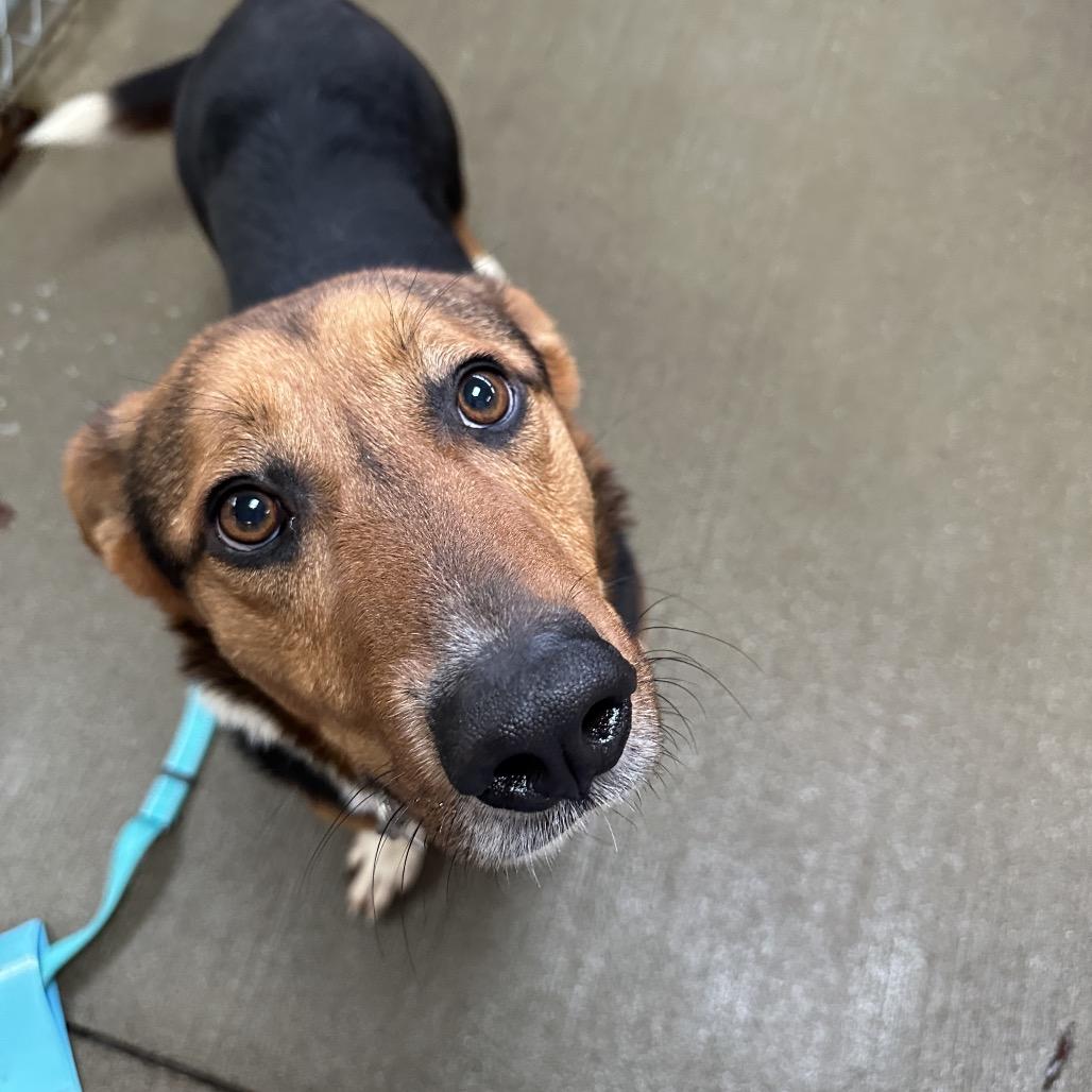 Enlarge Ace, a Adoptable mixed breed in Delaware, OH image 3/3