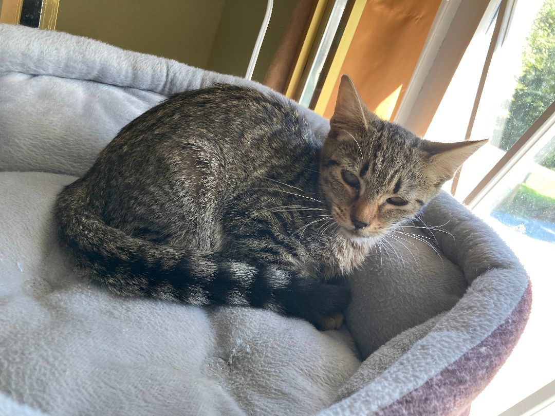 Sharona, Adoptable, Kitten Female Domestic Short Hair.