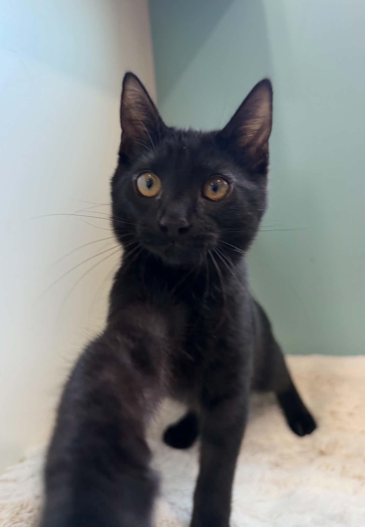 Enlarge Ficus, a ADOPTABLE Tabby in Santa Maria, CA image 3/5