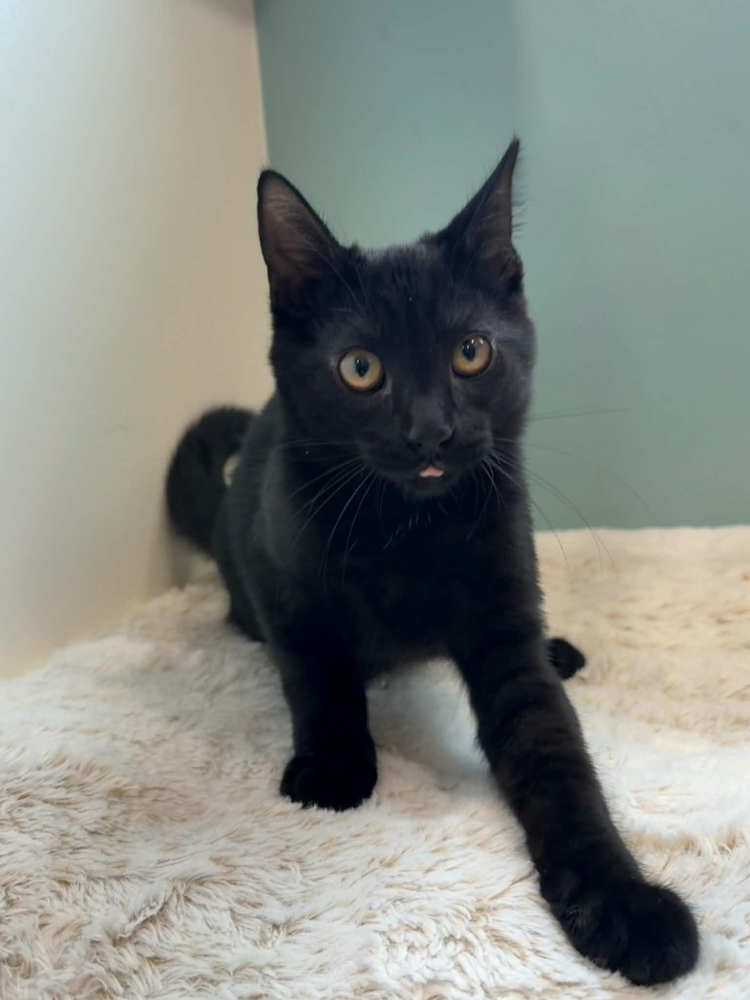 Enlarge Ficus, a ADOPTABLE Tabby in Santa Maria, CA image 4/5