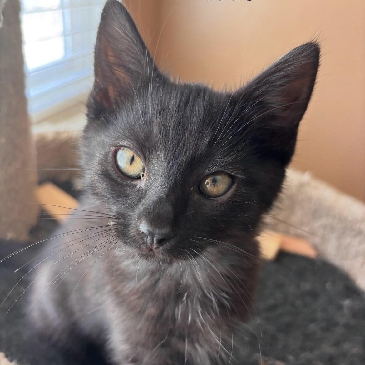 Enlarge Ficus, a ADOPTABLE Tabby in Santa Maria, CA image 1/5