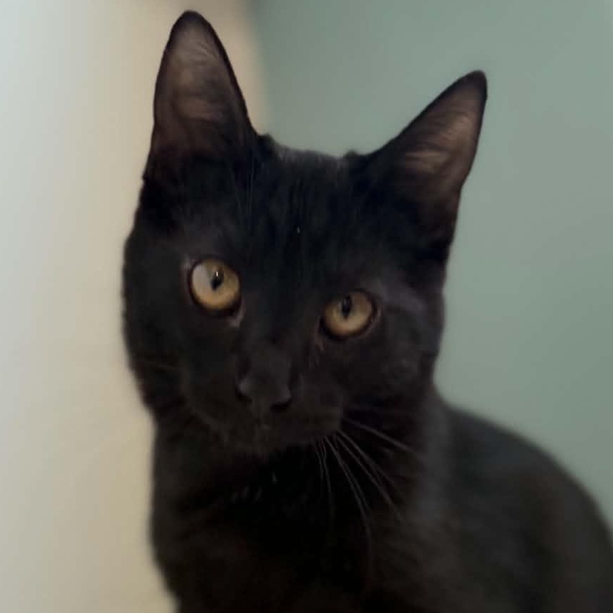 Enlarge Ficus, a ADOPTABLE Tabby in Santa Maria, CA image 5/5