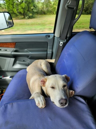 Enlarge Vinny van Gogh, a Adoptable mixed breed in New Orleans, LA image 3/5