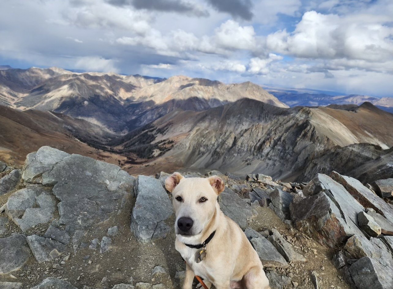 Enlarge Vinny van Gogh, a Adoptable mixed breed in New Orleans, LA image 2/5