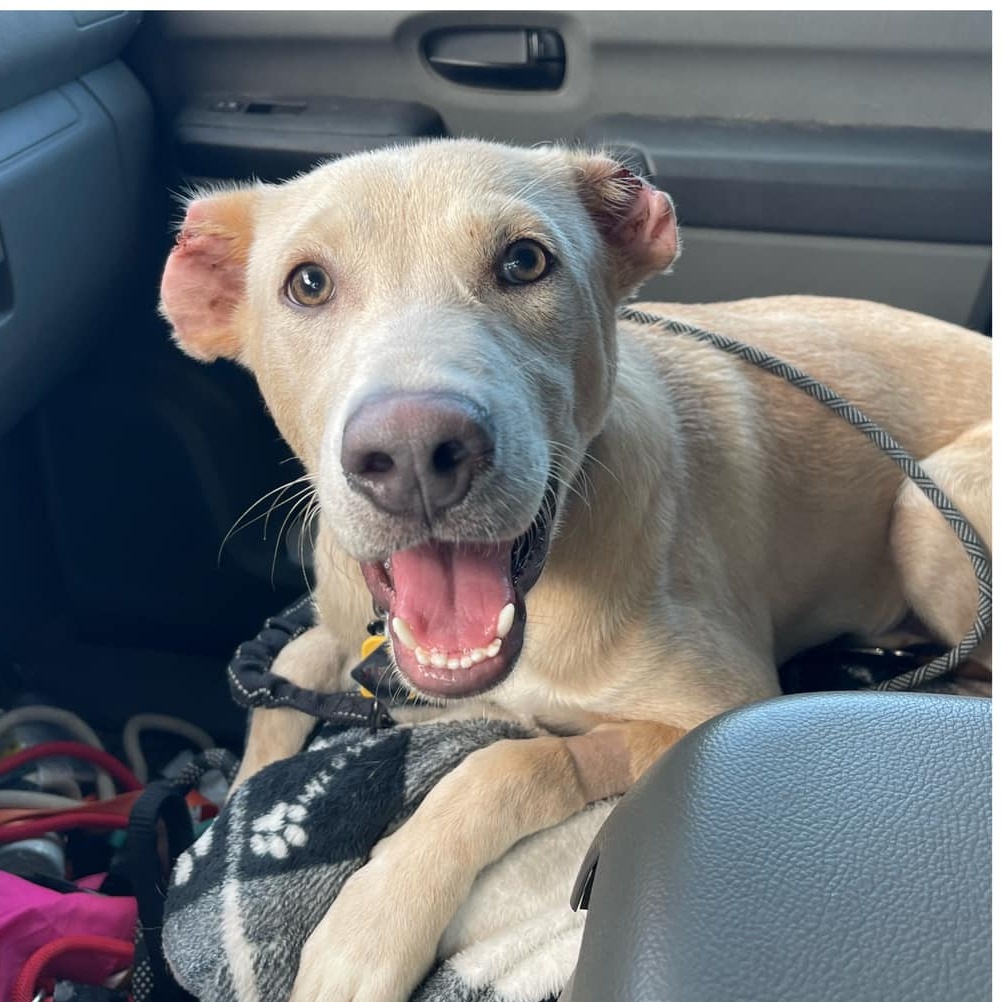 Vinny van Gogh, Adoptable, Young Male Labrador Retriever.