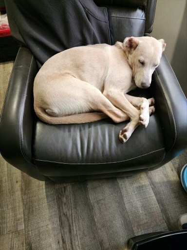 Enlarge Vinny van Gogh, a Adoptable mixed breed in New Orleans, LA image 4/5