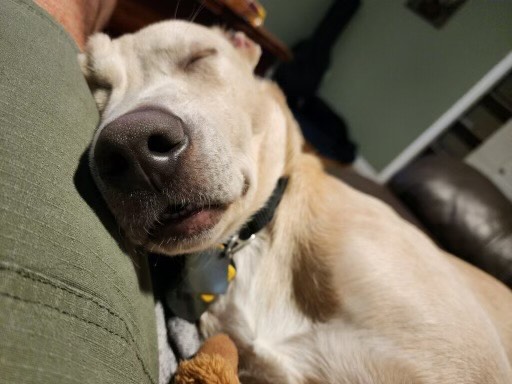 Enlarge Vinny van Gogh, a Adoptable mixed breed in New Orleans, LA image 5/5