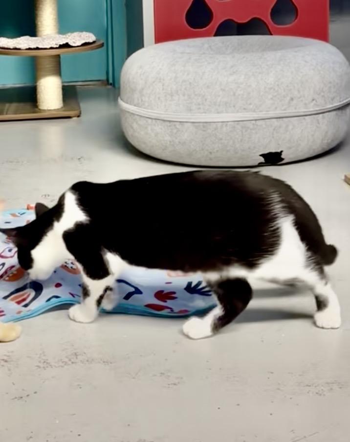 Enlarge Gila, a Adoptable Tuxedo in Phoenix, AZ image 3/6