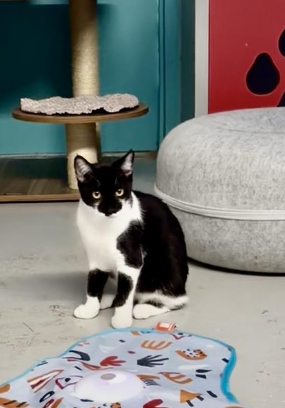 Gila, Adoptable, Kitten Female Tuxedo.