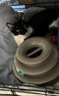 Enlarge Gila, a Adoptable Tuxedo in Phoenix, AZ image 6/6