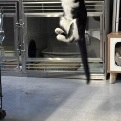 Enlarge Gila, a Adoptable Tuxedo in Phoenix, AZ image 4/5