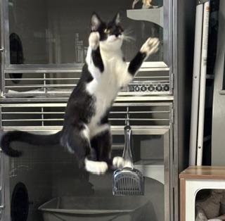 Enlarge Gila, a Adoptable Tuxedo in Phoenix, AZ image 3/5
