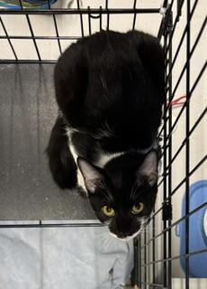 Enlarge Gila, a Adoptable Tuxedo in Phoenix, AZ image 5/6