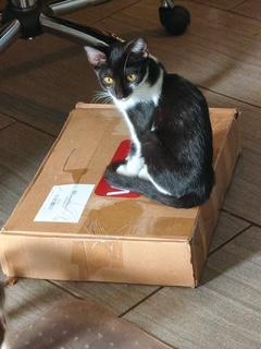 Enlarge Gila, a Adoptable Tuxedo in Phoenix, AZ image 4/6