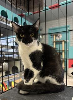 Enlarge Gila, a Adoptable Tuxedo in Phoenix, AZ image 2/6