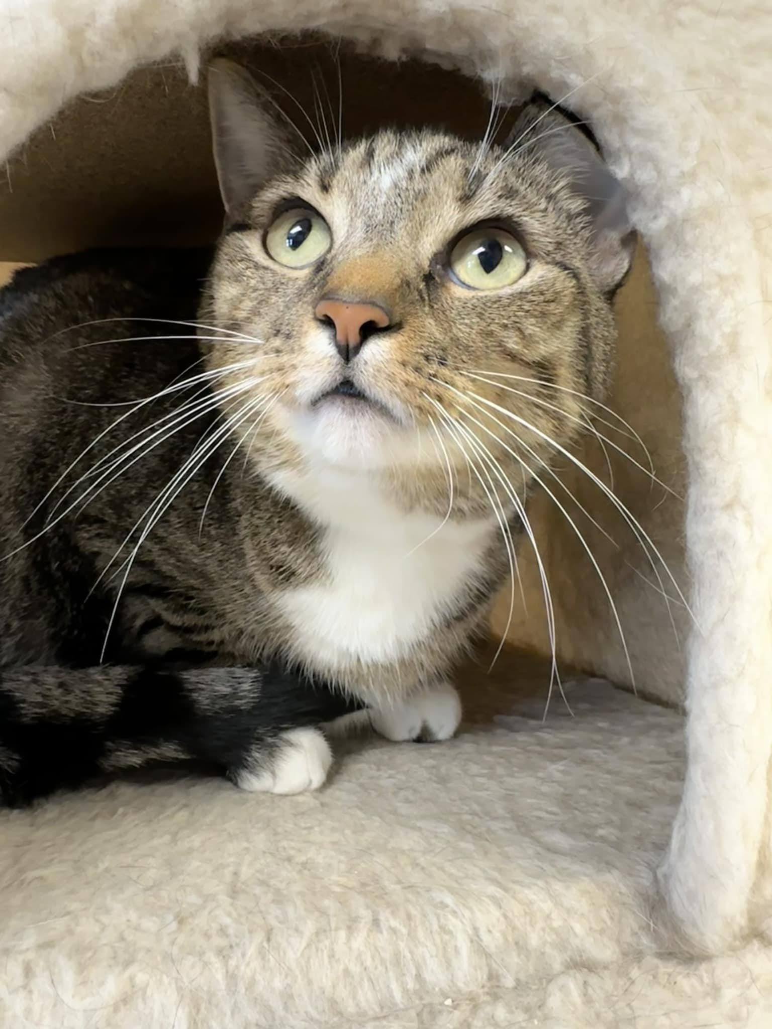 Wilma, Adoptable, Adult Female Domestic Short Hair.