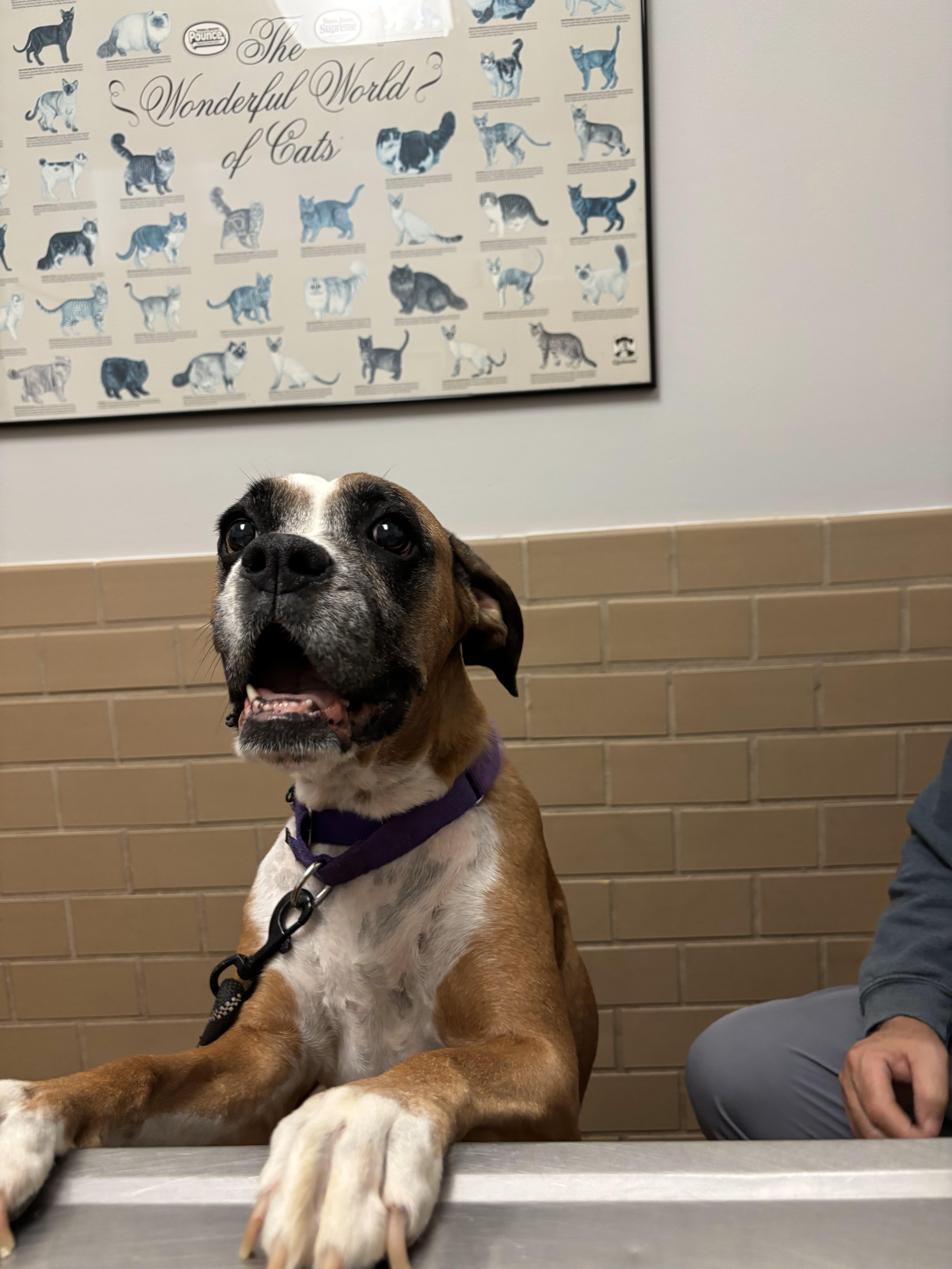 Enlarge Mila, a Adopted Boxer in Fort Lauderdale, FL image 1/2