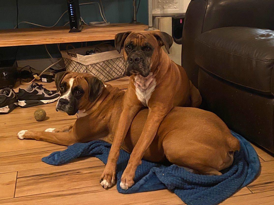 Mila, Adopted, Adult Female Boxer.