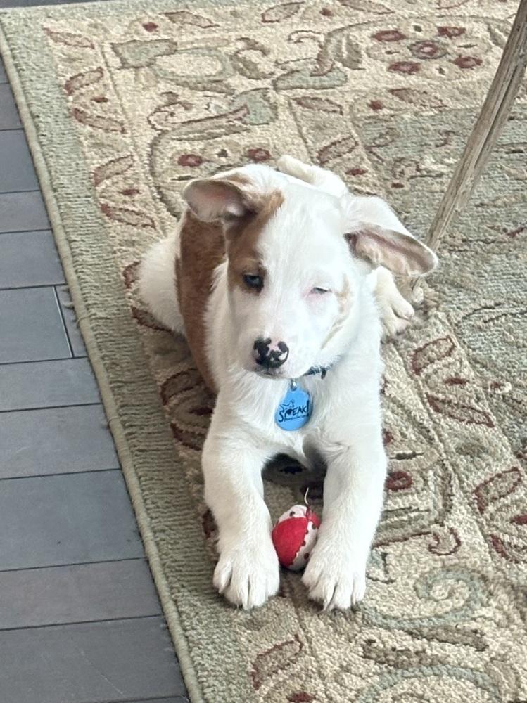 Martin, Adoptable, Puppy Male Australian Shepherd & Corgi.