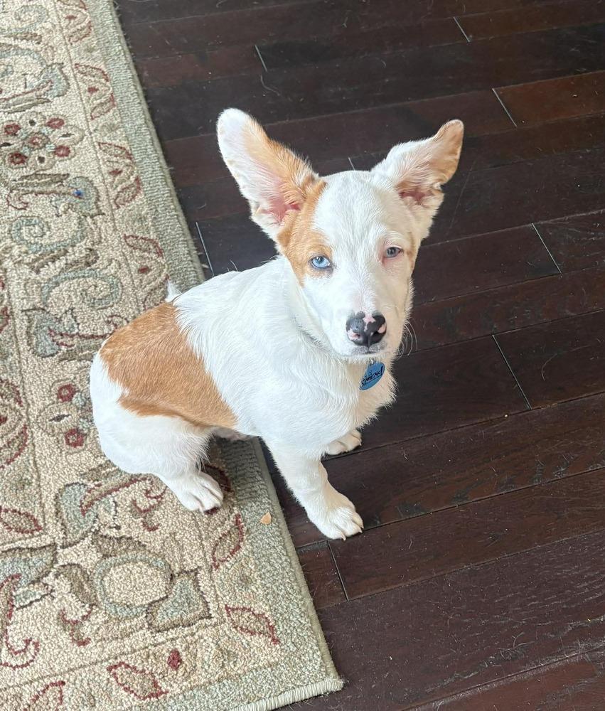 Martin, a Adoptable mixed breed in Kalamazoo, MI image 2/5