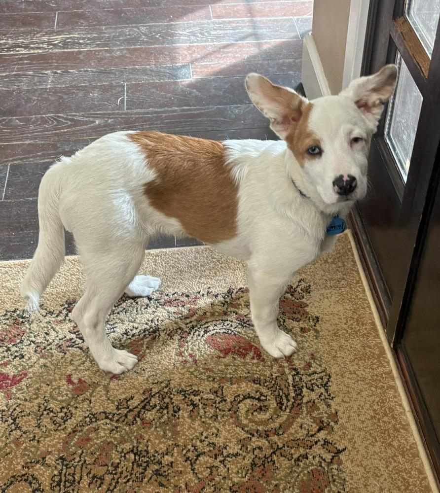 Martin, a Adoptable mixed breed in Kalamazoo, MI image 3/5