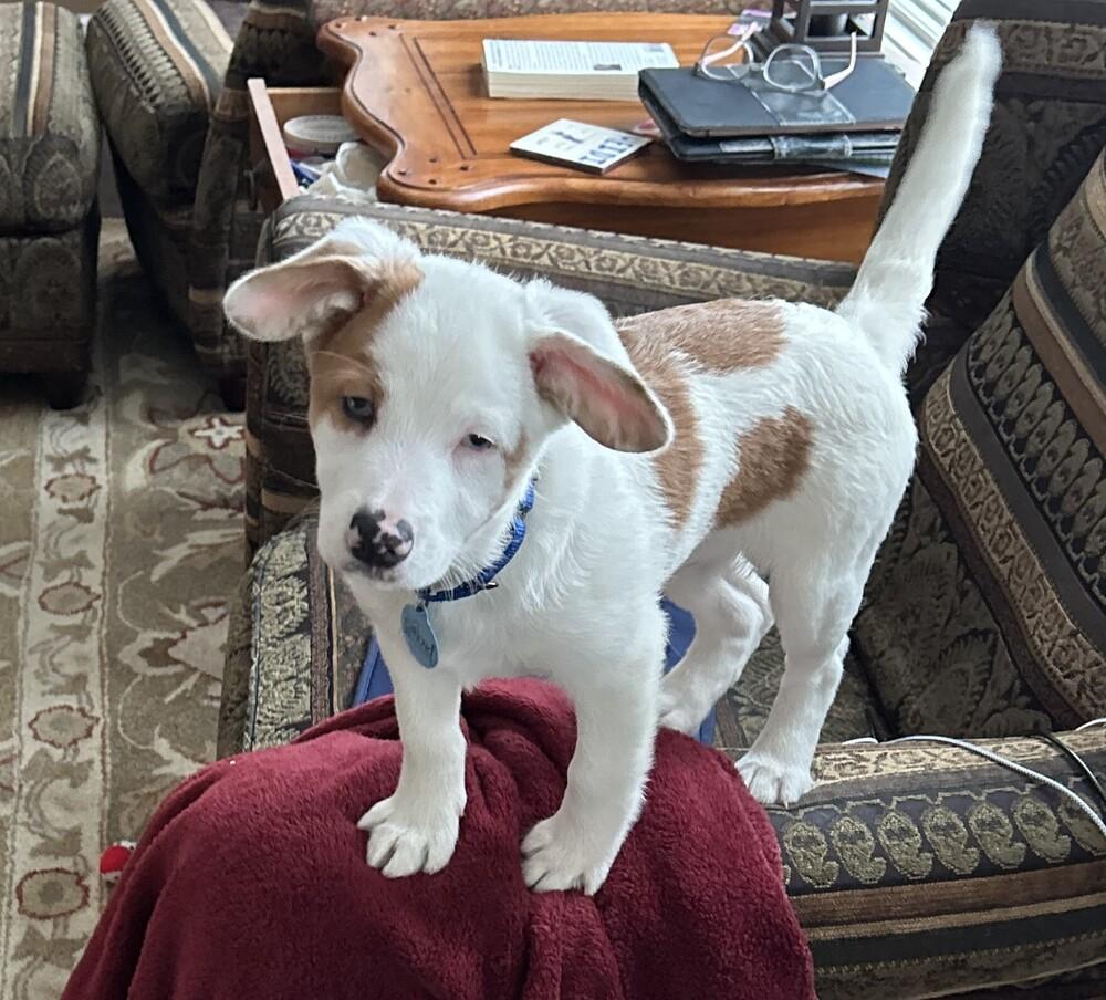 Enlarge Martin, a Adoptable mixed breed in Three Rivers, MI image 2/3