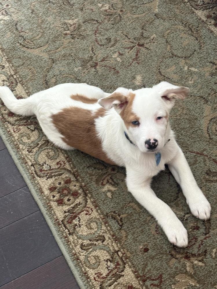 Enlarge Martin, a Adoptable mixed breed in Three Rivers, MI image 3/3