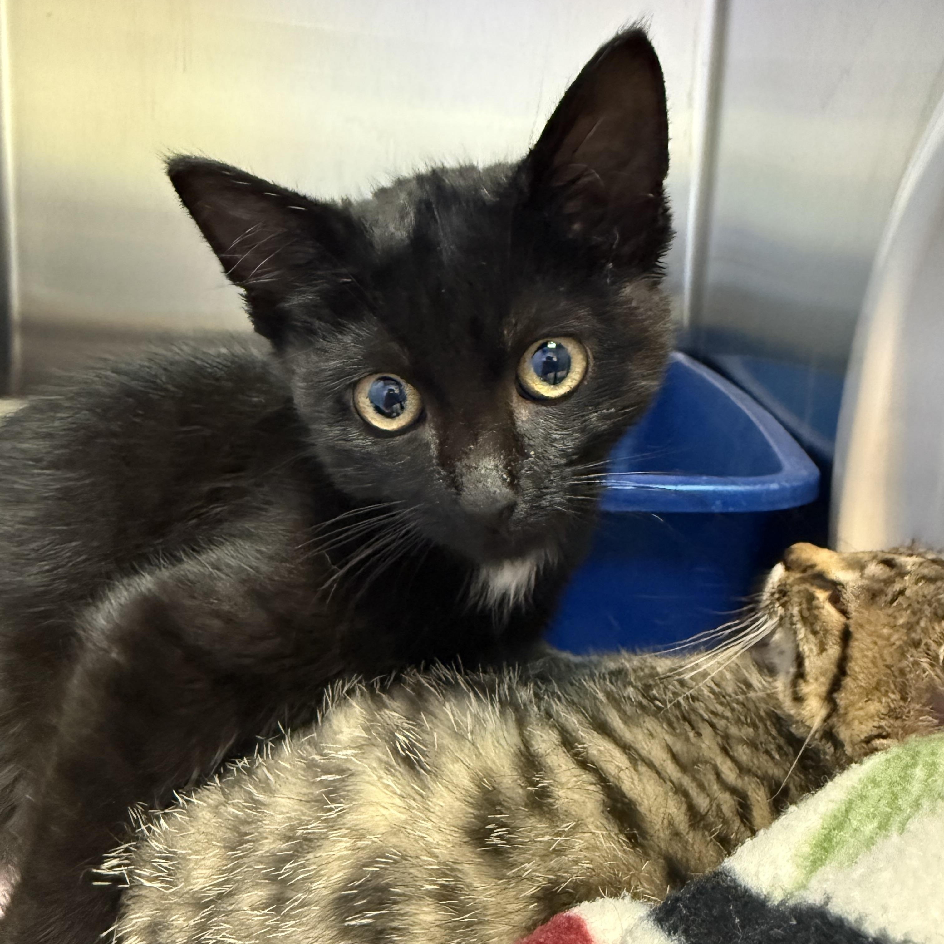 Enlarge Uncle Taylor, a Adoptable Domestic Short Hair in Brookings, SD image 1/1