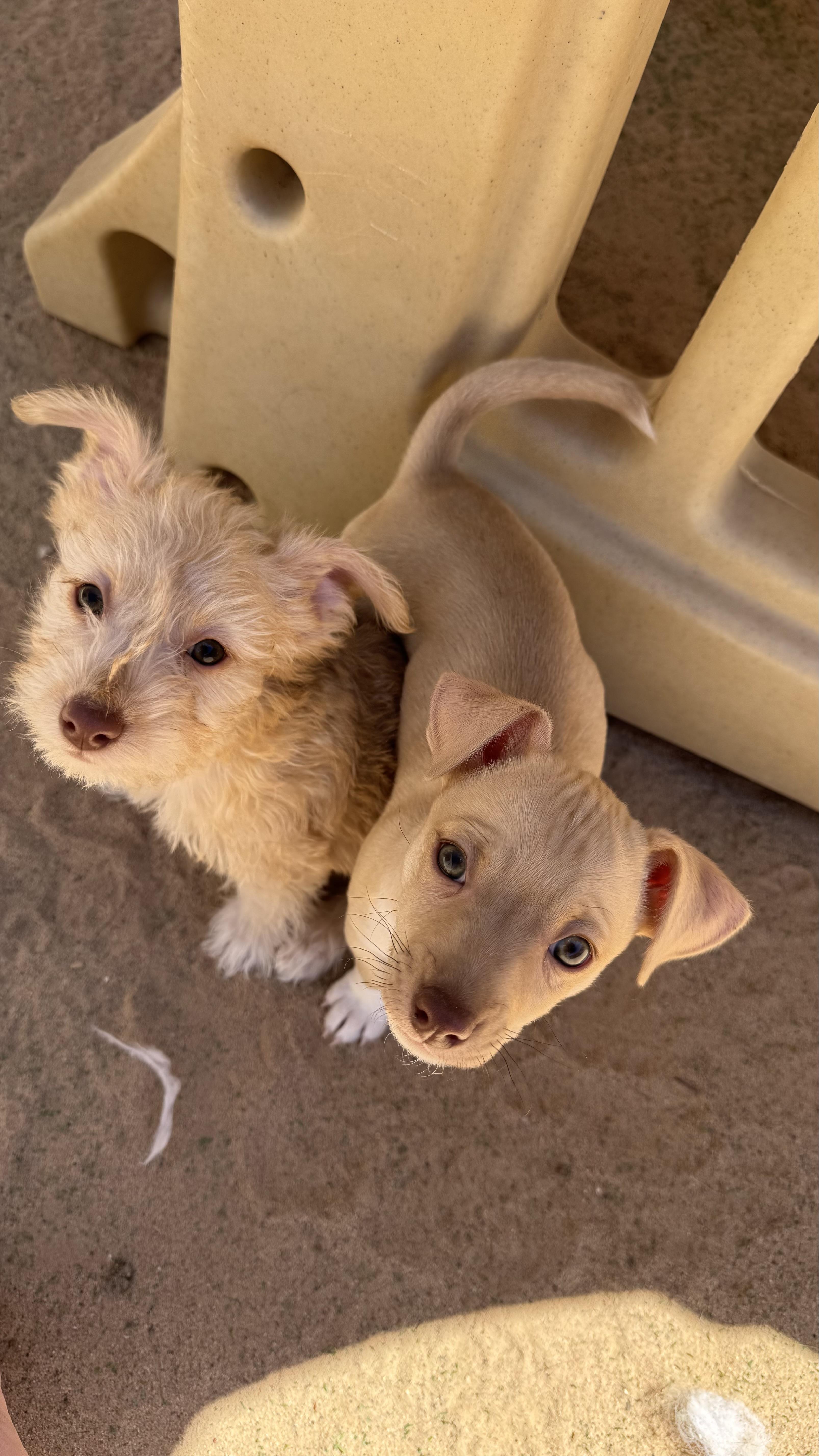 Niall, an adopted mixed breed in Rio Rancho, NM image 2/2