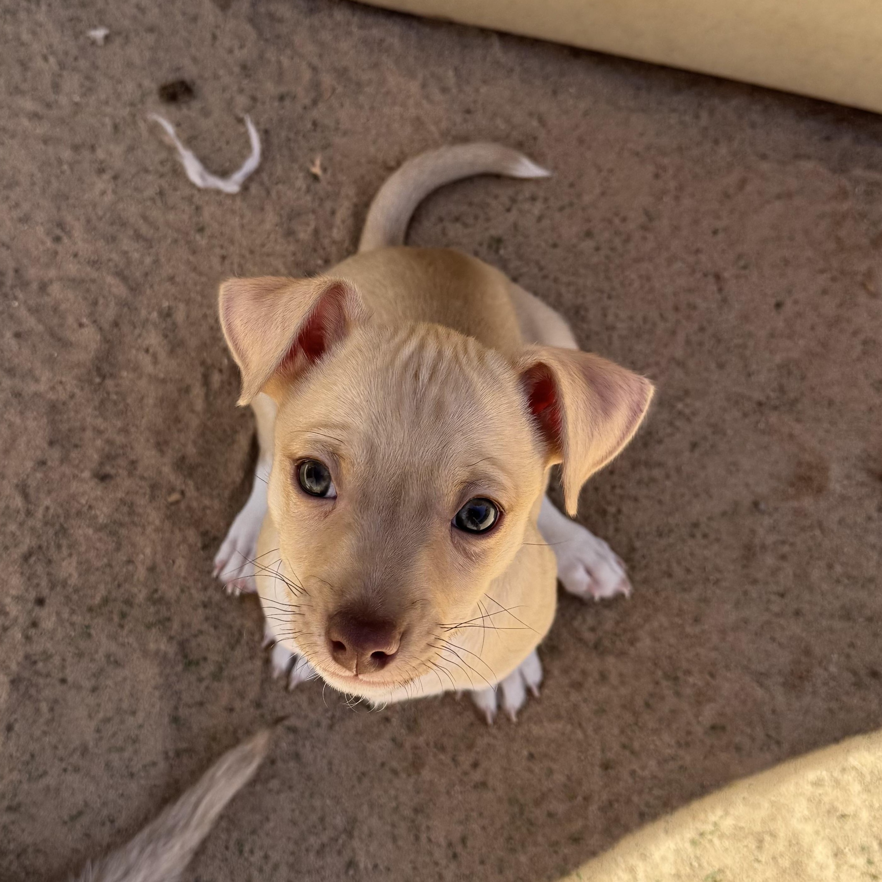 Niall, adopted, Puppy Male Chihuahua & Rat Terrier.