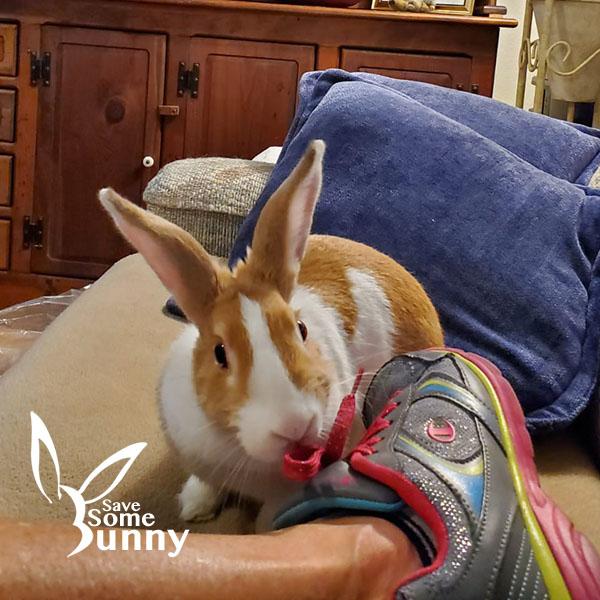 Adele, a Adopted Dutch in Santa Ana, CA image 2/6