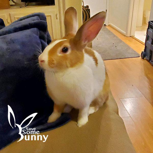 Adele, a Adopted Dutch in Santa Ana, CA image 6/6