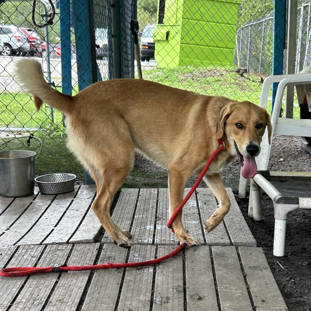 Carmello, Adoptable, Young Male Beagle & Shepherd.