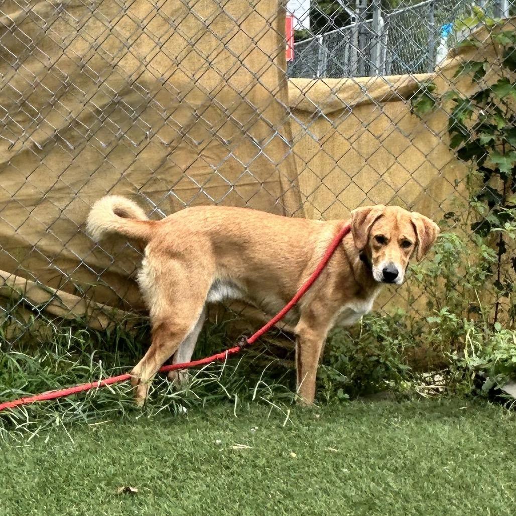 Enlarge Carmello, a Adoptable mixed breed in Newport, NC image 2/6