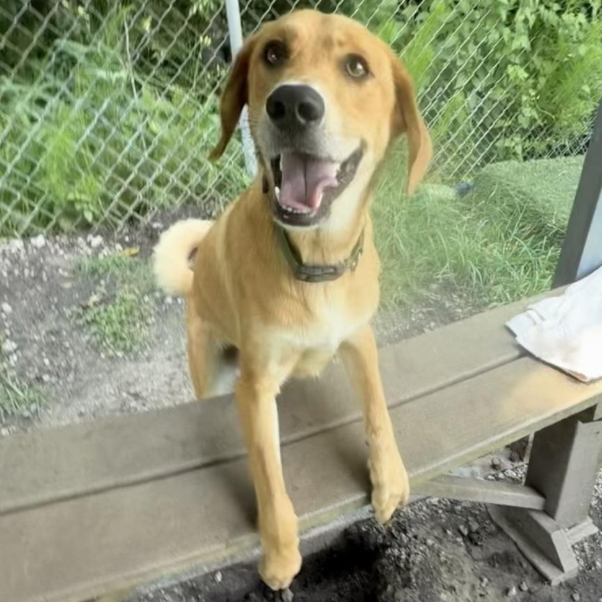 Enlarge Carmello, a Adoptable mixed breed in Newport, NC image 3/6