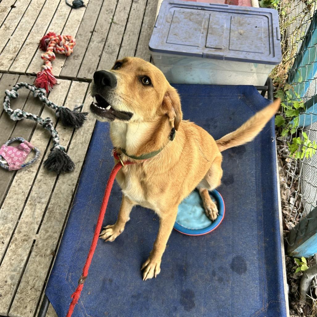 Enlarge Carmello, a Adoptable mixed breed in Newport, NC image 4/6