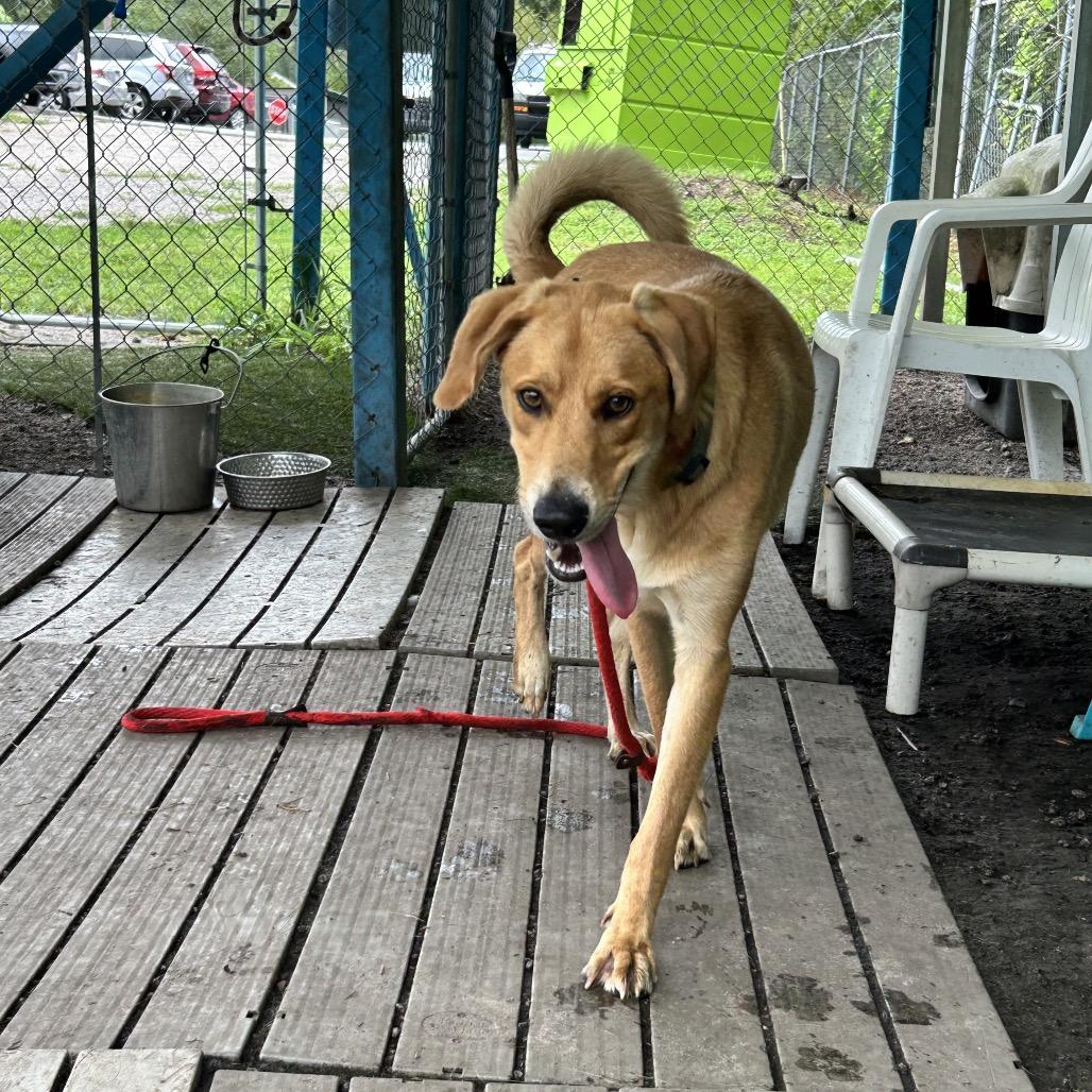 Enlarge Carmello, a Adoptable mixed breed in Newport, NC image 5/6