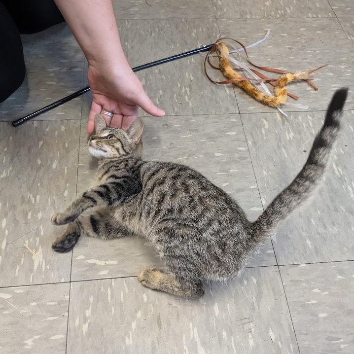 Thunder, a ADOPTABLE Domestic Short Hair in Covington, VA image 2/2