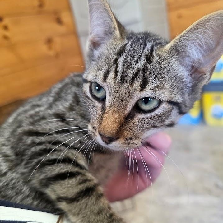 Thunder, ADOPTABLE, Kitten Female Domestic Short Hair.