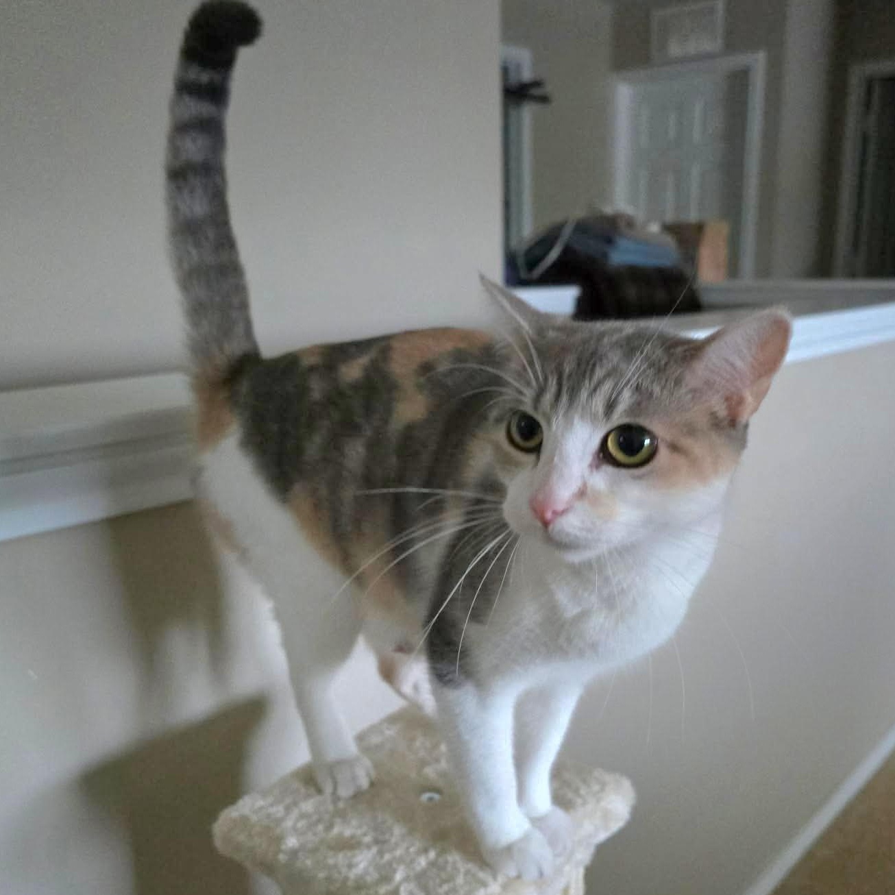 Penelope, adopted, Young Female Dilute Calico & Domestic Short Hair.