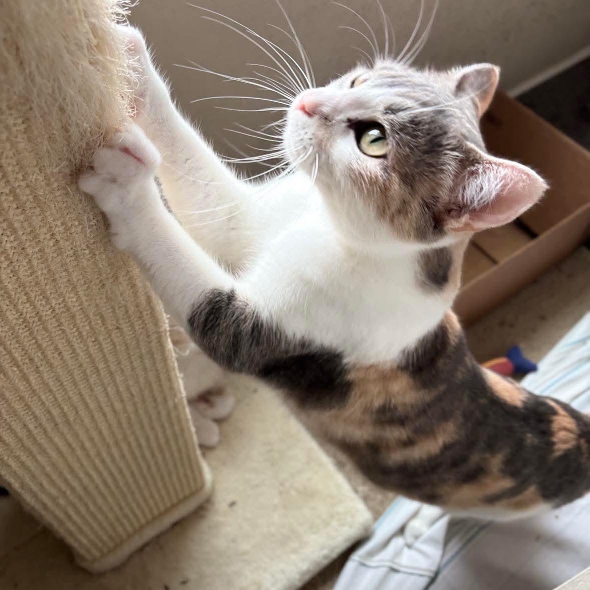 Penelope, an adopted mixed breed in Elk Grove Village, IL image 3/5