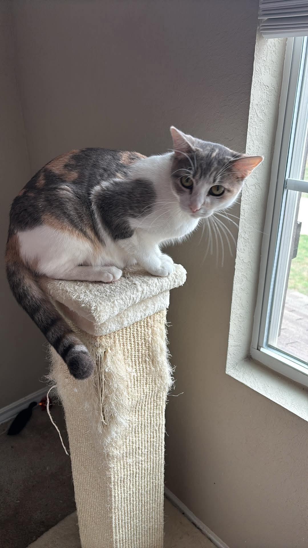 Penelope, an adopted mixed breed in Elk Grove Village, IL image 4/5