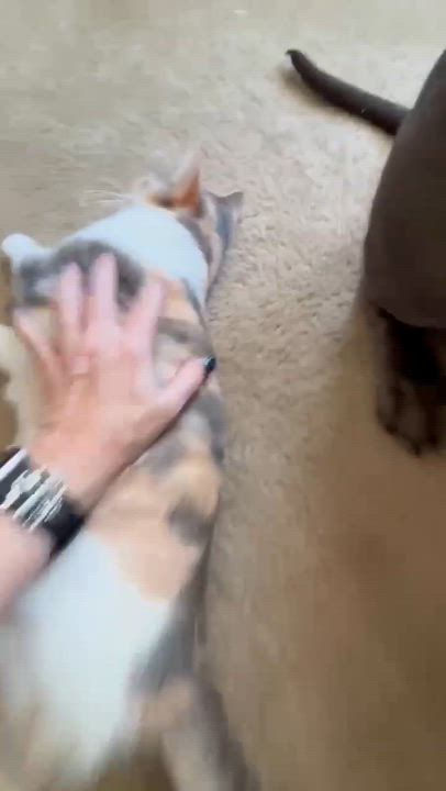 Enlarge Penelope, an adopted mixed breed in Elk Grove Village, IL video 5/5